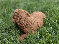 F1b Nina, a female Miniature Goldendoodle for sale in Goshen, IN – 2 of 3