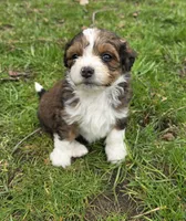 F1b Peanut, a female Miniature Bernedoodle for sale in Goshen, IN – Photo 4 of 9