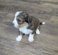F1b Peanut, a female Miniature Bernedoodle for sale in Goshen, IN – Photo 5 of 9