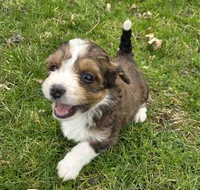 F1b Peanut, a female Miniature Bernedoodle for sale in Goshen, IN – Photo 2 of 9