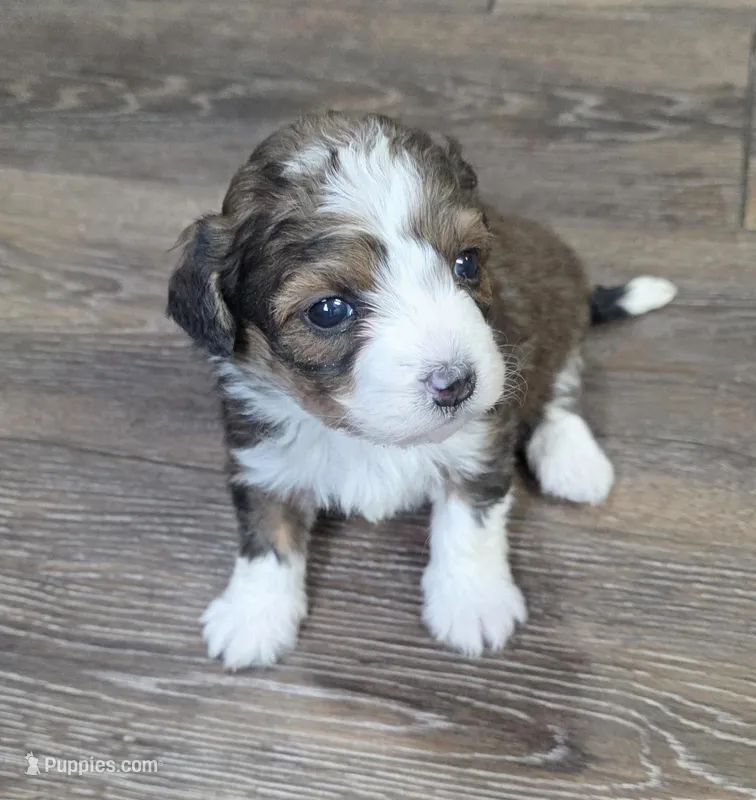 Peanut – Miniature Bernedoodle puppy for sale in Goshen, IN