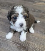 F1b Peanut, a female Miniature Bernedoodle for sale in Goshen, IN – Photo 3 of 9