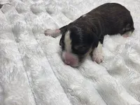 Peanut, a female Miniature Bernedoodle for sale in Goshen, IN – Photo 2 of 2