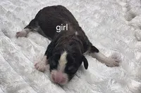 Peanut, a female Miniature Bernedoodle for sale in Goshen, IN – Photo 1 of 2