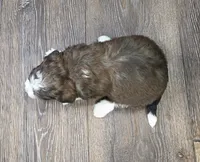 F1b Peanut, a female Miniature Bernedoodle for sale in Goshen, IN – Photo 7 of 9