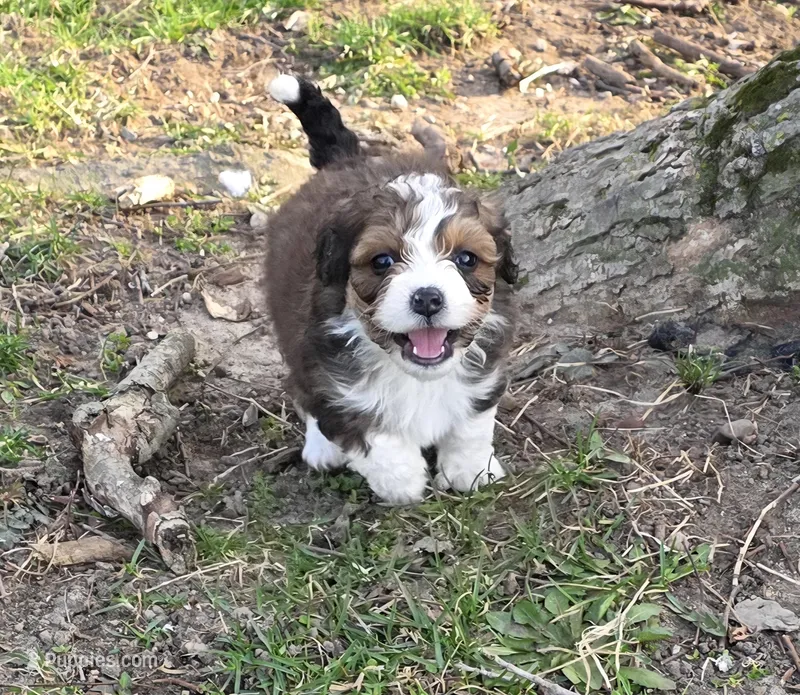 Peanut – Miniature Bernedoodle puppy for sale in Goshen, IN
