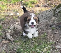 F1b Peanut, a female Miniature Bernedoodle for sale in Goshen, IN – Photo 1 of 9