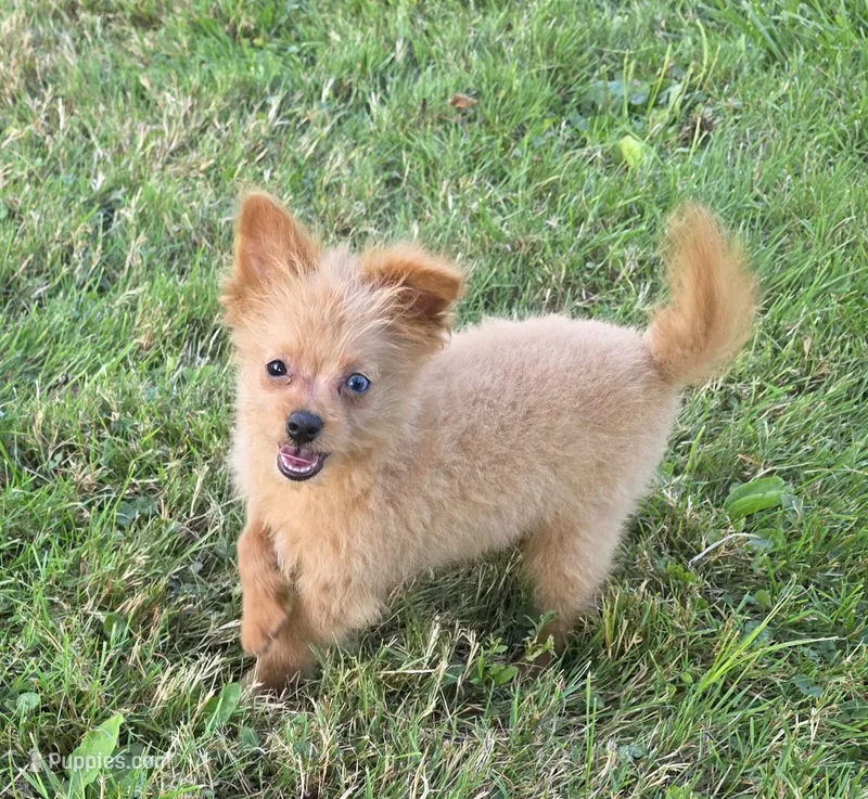 Murphy – Pomapoo puppy for sale in Goshen, IN