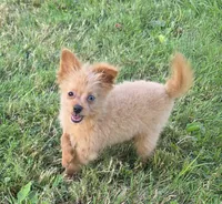 Murphy, a male Pomapoo for sale in Goshen, IN – 1 of 4