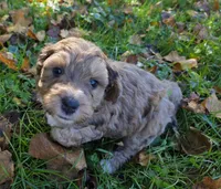 F1b Mini Willy, a male Miniature Bernedoodle for sale in Goshen, IN – 2 of 7