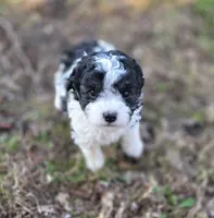 F1b Bessie, a female Cavapoo for sale in Goshen, IN – Photo 4 of 9
