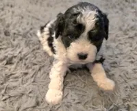 F1b Bessie, a female Cavapoo for sale in Goshen, IN – Photo 7 of 9