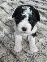 F1b Bessie, a female Cavapoo for sale in Goshen, IN – Photo 8 of 9