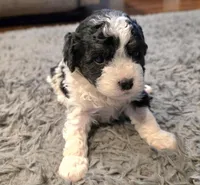 F1b Bessie, a female Cavapoo for sale in Goshen, IN – Photo 5 of 9