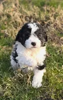 F1b Bessie, a female Cavapoo for sale in Goshen, IN – Photo 1 of 9