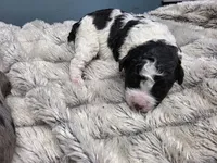 F1b Bessie, a female Cavapoo for sale in Goshen, IN – Photo 9 of 9