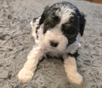 F1b Bessie, a female Cavapoo for sale in Goshen, IN – Photo 6 of 9