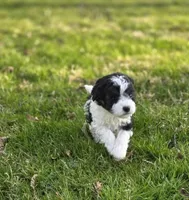 F1b Bessie, a female Cavapoo for sale in Goshen, IN – Photo 2 of 9