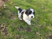 F1b Bessie, a female Cavapoo for sale in Goshen, IN – Photo 3 of 9