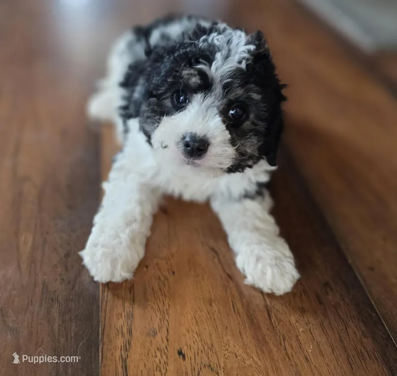 F1b Bessie – Cavapoo puppy for sale in Goshen, IN