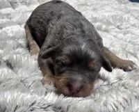 F1b Jack, a male Miniature Bernedoodle for sale in Goshen, IN – 1 of 6