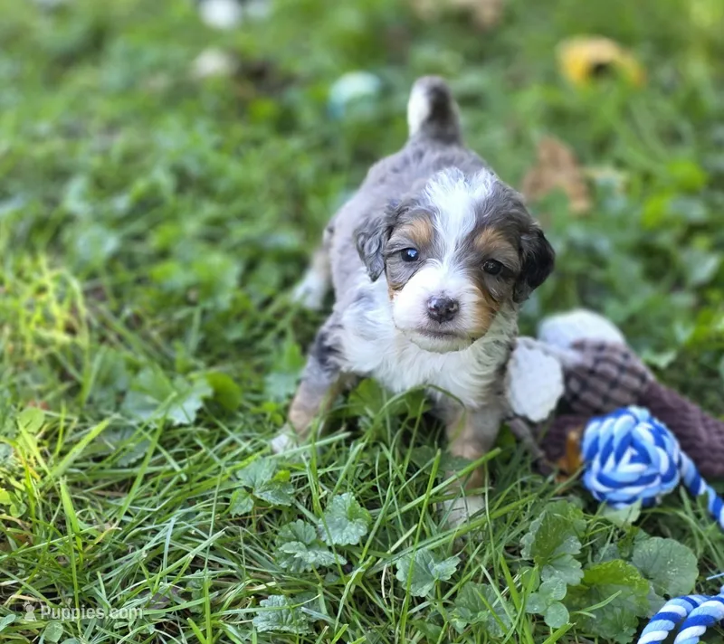F1b Darling – Miniature Bernedoodle puppy for sale in Goshen, IN