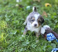 F1b Darling, a male Miniature Bernedoodle for sale in Goshen, IN – 5 of 10