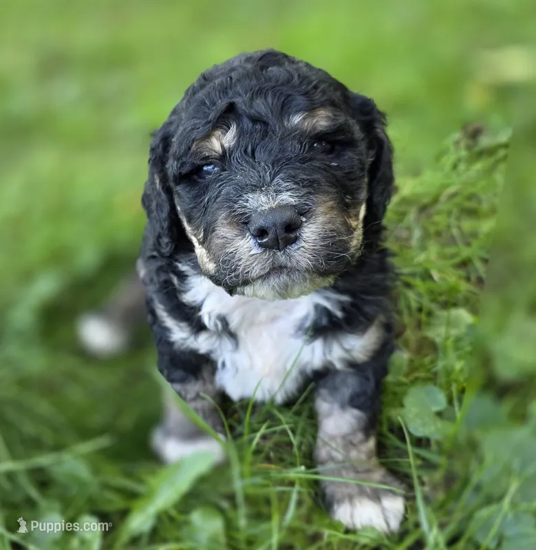 F1b mini Boomer – Miniature Bernedoodle puppy for sale in Goshen, IN