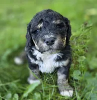F1b mini Boomer, a female Miniature Bernedoodle for sale in Goshen, IN – 1 of 3