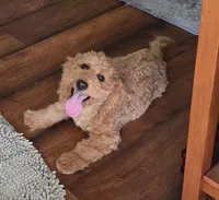 F1b Teddy, a male Miniature Goldendoodle for sale in Goshen, IN – 3 of 6