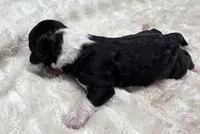 F1b Bessie, a female Miniature Bernedoodle for sale in Goshen, IN – 3 of 6