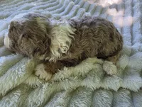 F1b Dolly, a female Miniature Bernedoodle for sale in Goshen, IN – 8 of 10