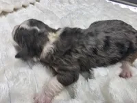 Leo, a male Miniature Bernedoodle for sale in Goshen, IN – Photo 4 of 4