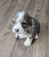 F1b Leo, a male Miniature Bernedoodle for sale in Goshen, IN – Photo 5 of 8