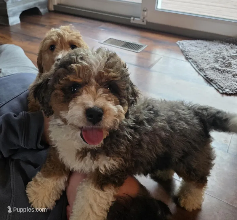 F1b Leo – Miniature Bernedoodle puppy for sale in Goshen, IN