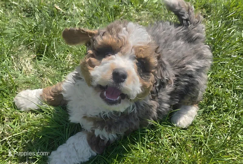 F1b Leo – Miniature Bernedoodle puppy for sale in Goshen, IN