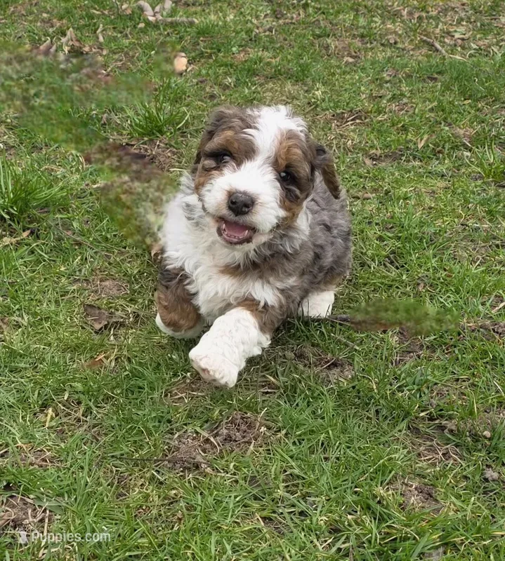 Leo – Miniature Bernedoodle puppy for sale in Goshen, IN