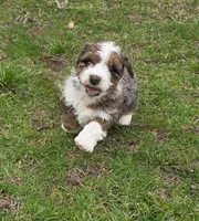 F1b Leo, a male Miniature Bernedoodle for sale in Goshen, IN – Photo 1 of 8
