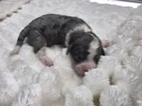 Leo, a male Miniature Bernedoodle for sale in Goshen, IN – Photo 1 of 4