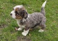 F1b Leo, a male Miniature Bernedoodle for sale in Goshen, IN – Photo 2 of 8