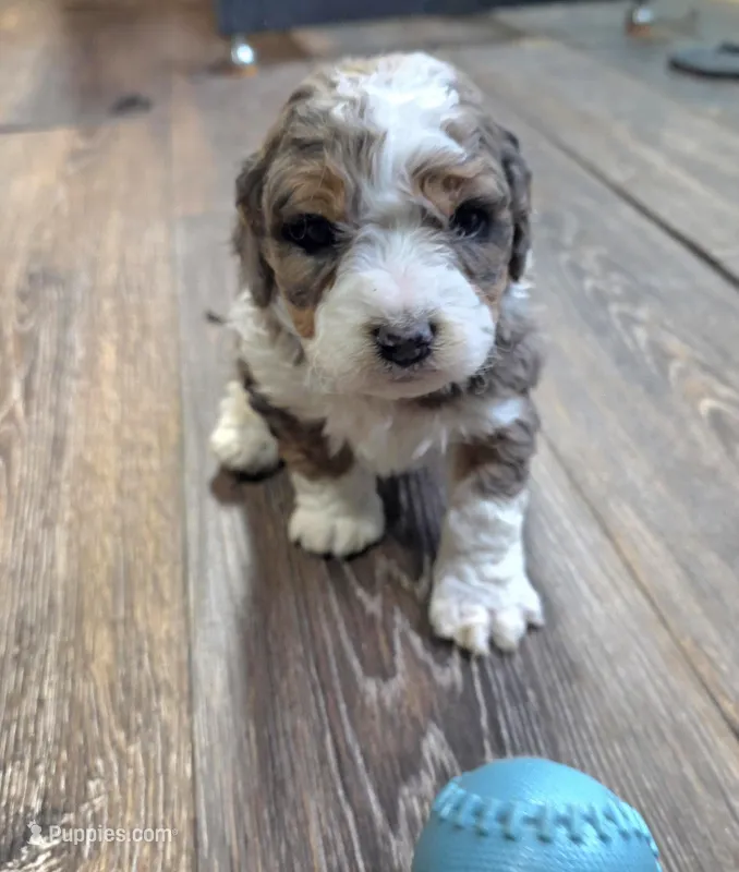 Leo – Miniature Bernedoodle puppy for sale in Goshen, IN