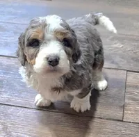 F1b Leo, a male Miniature Bernedoodle for sale in Goshen, IN – Photo 4 of 8