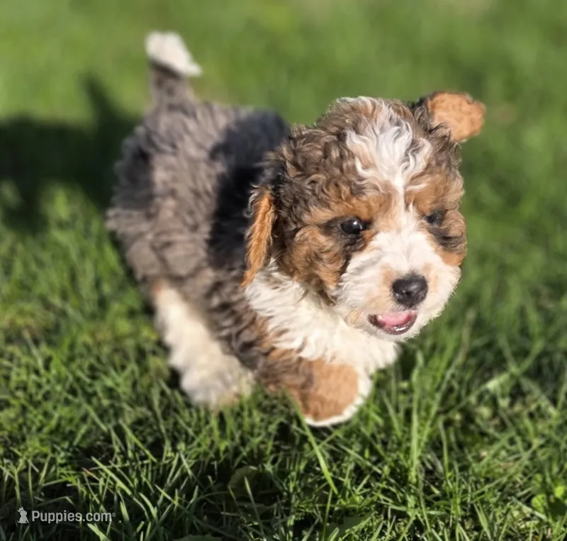 F1b Leo – Miniature Bernedoodle puppy for sale in Goshen, IN