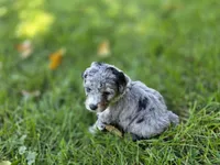 F1b Mikey, a male Miniature Bernedoodle for sale in Goshen, IN – 7 of 10