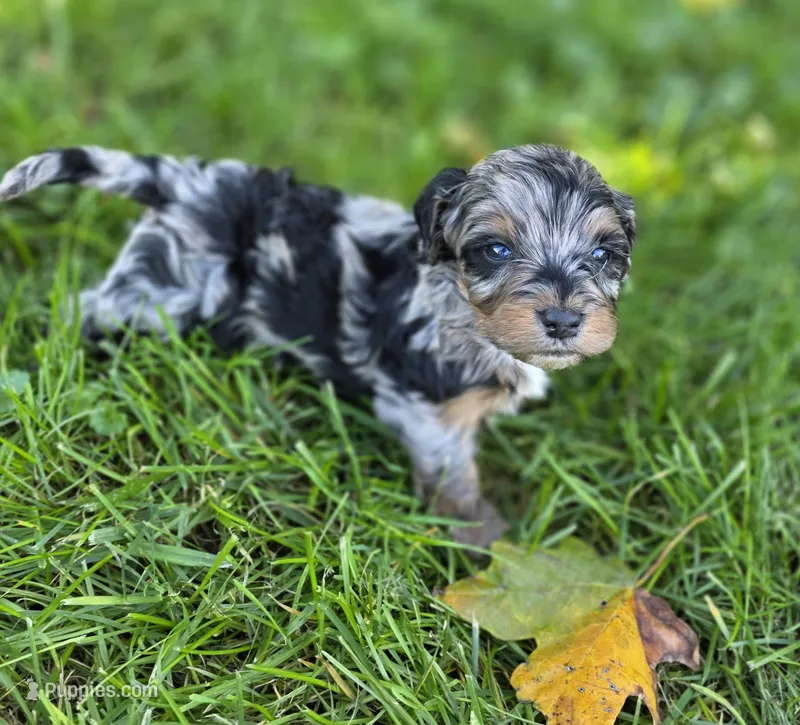 F1b Frank – Miniature Bernedoodle puppy for sale in Goshen, IN