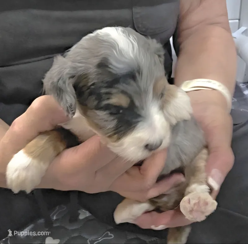 F1b Dapple – Miniature Bernedoodle puppy for sale in Goshen, IN