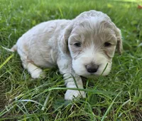 F1b mini Winnie, a female Miniature Bernedoodle for sale in Goshen, IN – 1 of 4