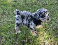 F1b Hank, a male Miniature Bernedoodle for sale in Goshen, IN – 2 of 9