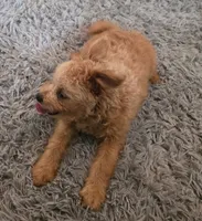 Murphy, a male Pomapoo for sale in Goshen, IN – 4 of 5