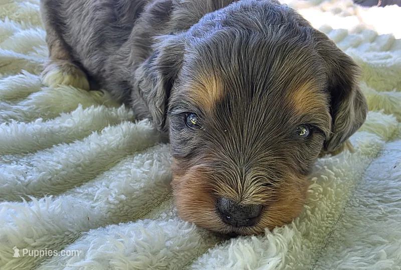 F1b Jack – Miniature Bernedoodle puppy for sale in Goshen, IN